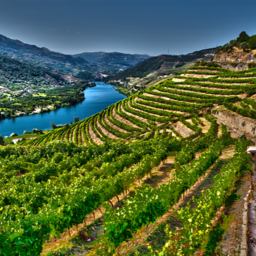 Douro Valley: A Journey Through History and Wine